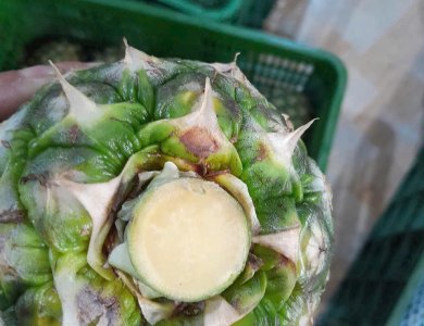  Pineapple Export