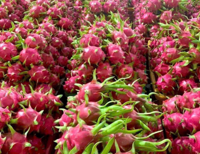 Dragon Fruit Export