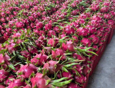 Dragon Fruit Export