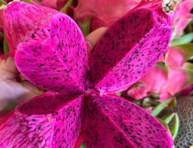 Dragon Fruit Export
