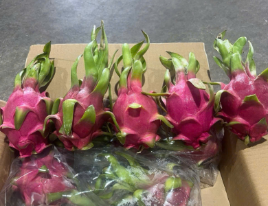 Dragon Fruit Export