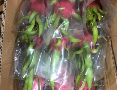 Dragon Fruit Export