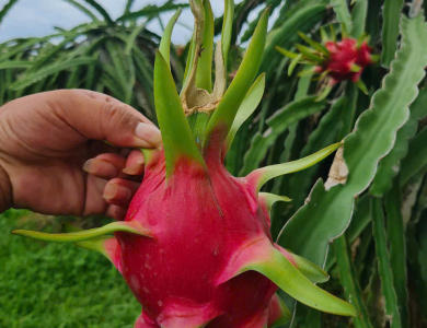 Dragon Fruit Export