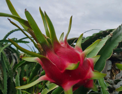 Dragon Fruit Export