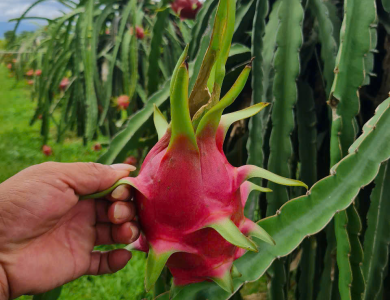 Dragon Fruit Export