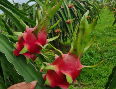 Dragon Fruit Export