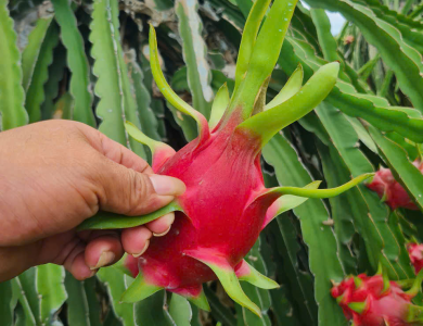 Dragon Fruit Export