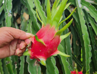 Dragon Fruit Export