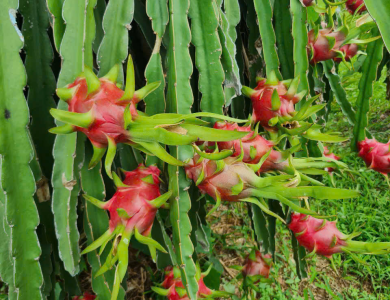 Dragon Fruit Export