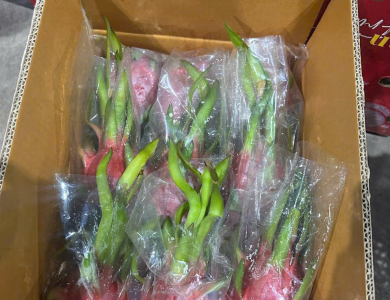 Dragon Fruit Export