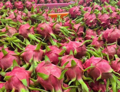 Dragon Fruit Export