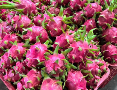 Dragon Fruit Export