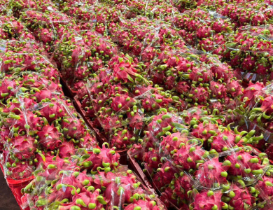 Dragon Fruit Export