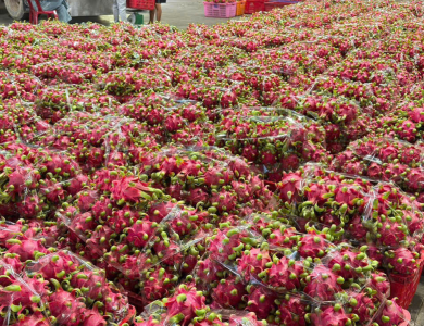 Dragon Fruit Export