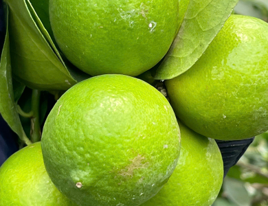 LEMON