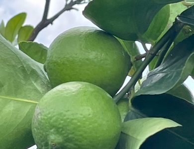 LEMON