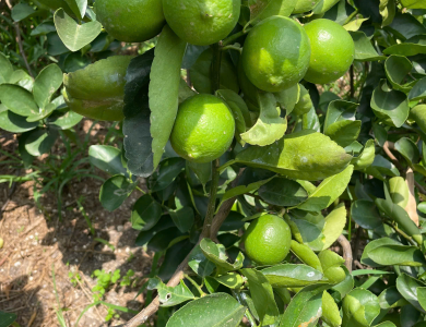 LEMON
