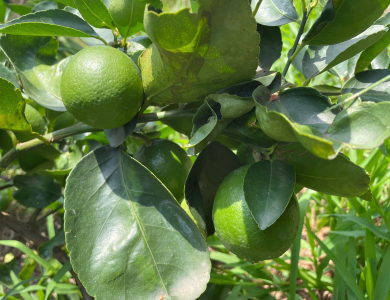 LEMON