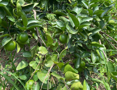 LEMON