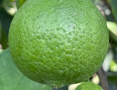 LEMON