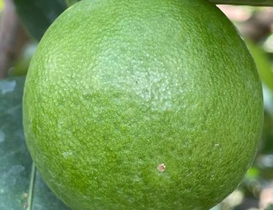 LEMON