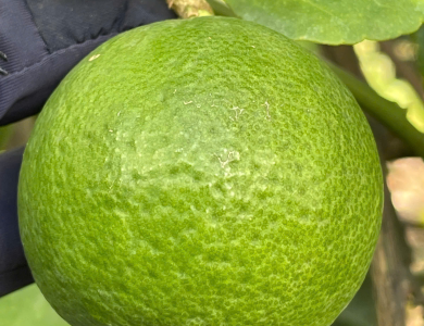 LEMON
