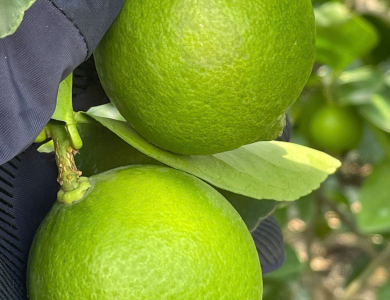 LEMON