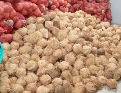 Coconut Export