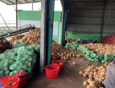 Coconut Export