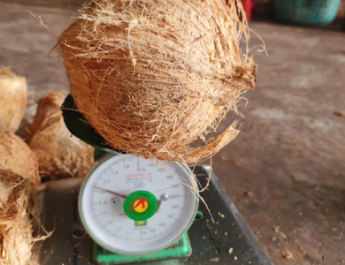 Coconut Export