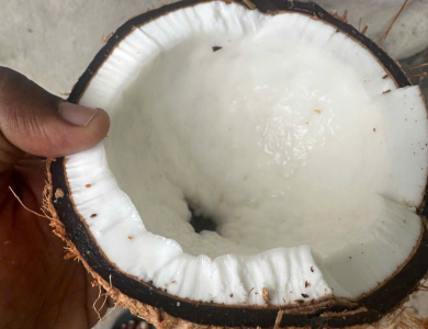 Coconut Export