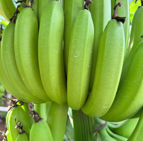 Introduction to the fruit import and export company BTH