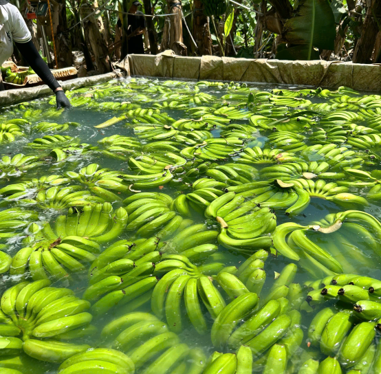 Lemon, guava, banana, coconut, fragrant, Thang Long, ginger exported to foreign countries