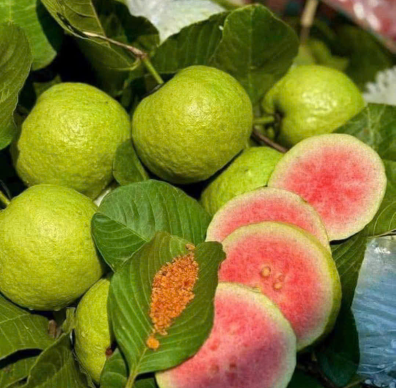 🇻🇳 Vietnam Exports Fruits to Foreign Countries