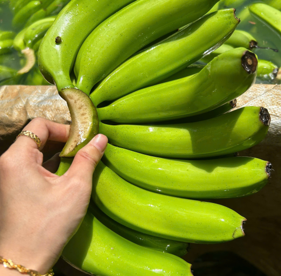 HARVESTING AND PROCESSING OF CAVENDISH BANANAS FOR EXPORT