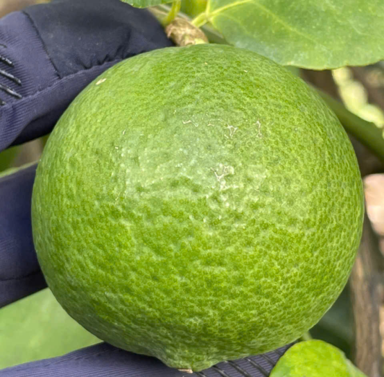 Top lime exporters Asia