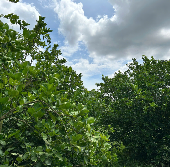 Export quality limes