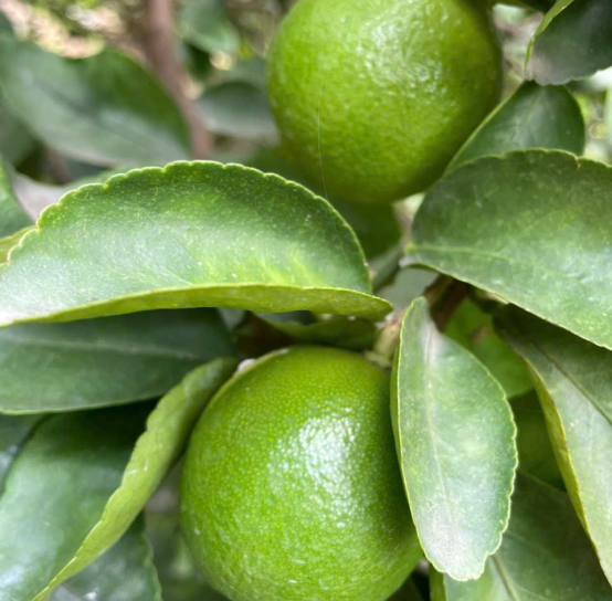 Fresh seedless lime suppliers