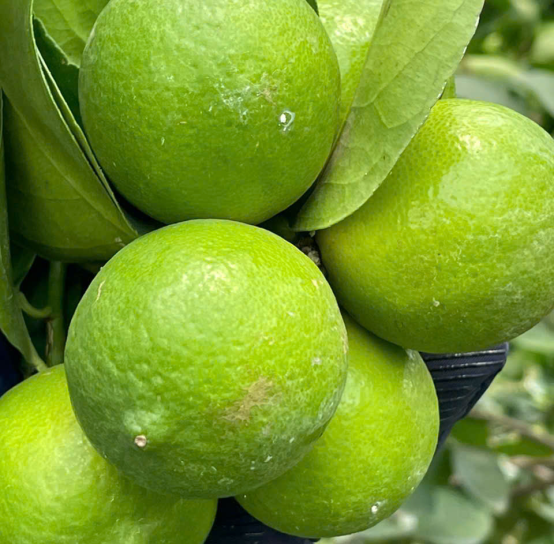 Seedless lime exporter