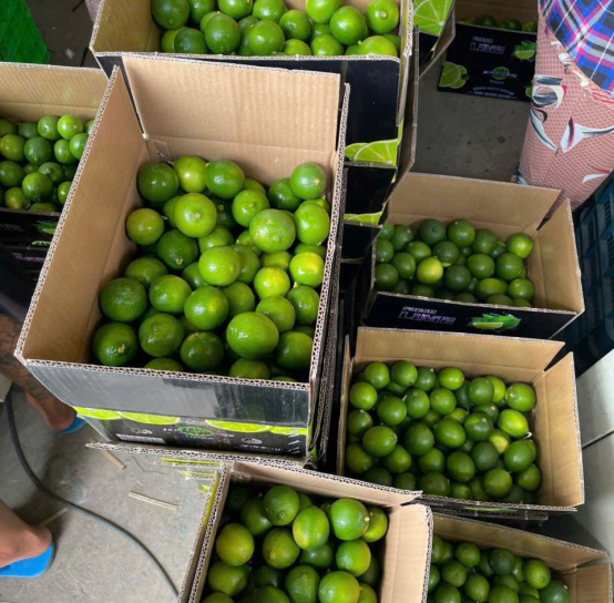 Vietnam seedless lime