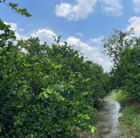 Citrus suppliers for import