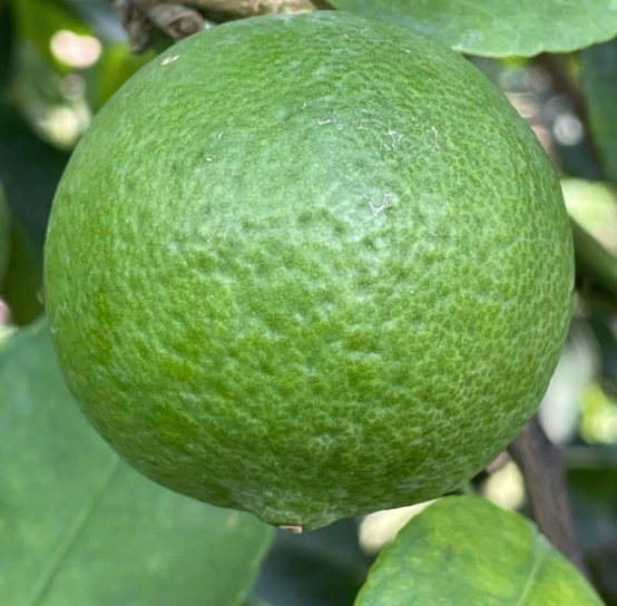 Buy seedless lime in bulk