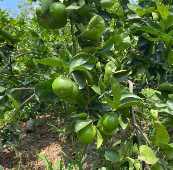 Seedless lime FOB price