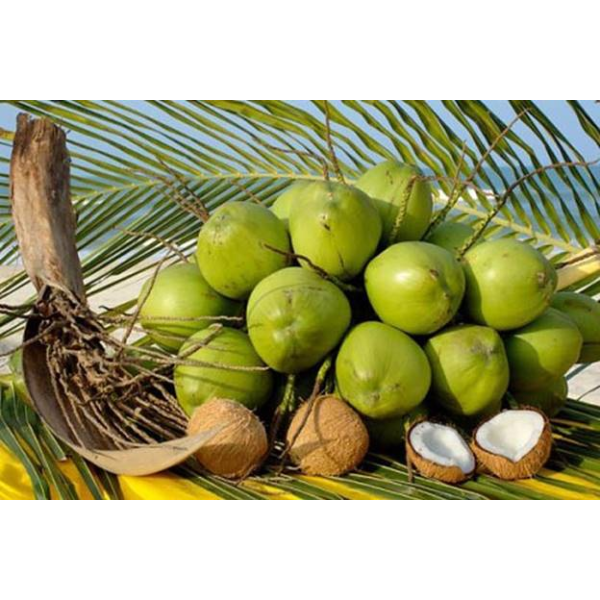 Coconut Export