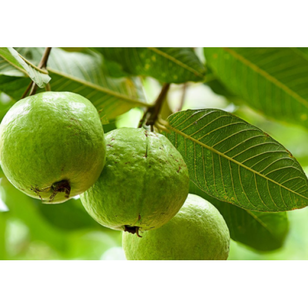 Guava Export