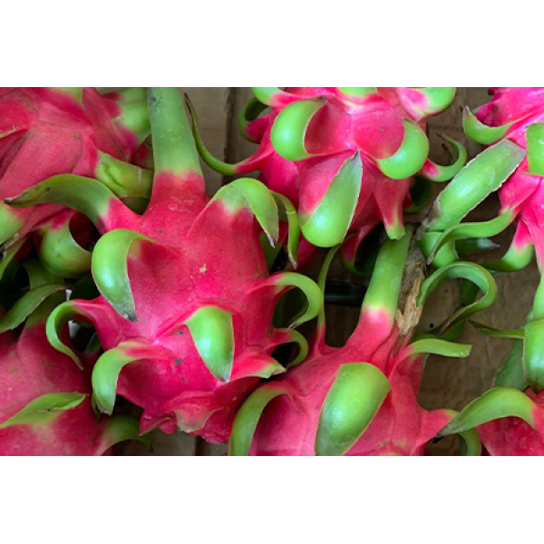 Dragon Fruit Export