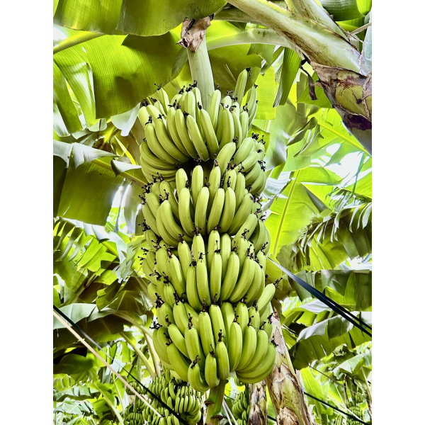 BANANAS