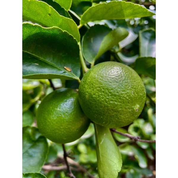 LEMON