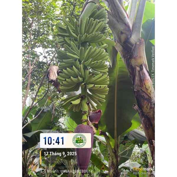 BANANAS