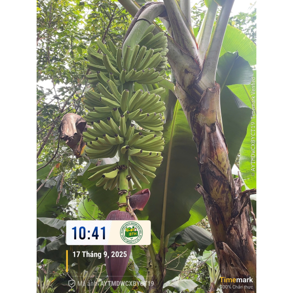 BANANAS